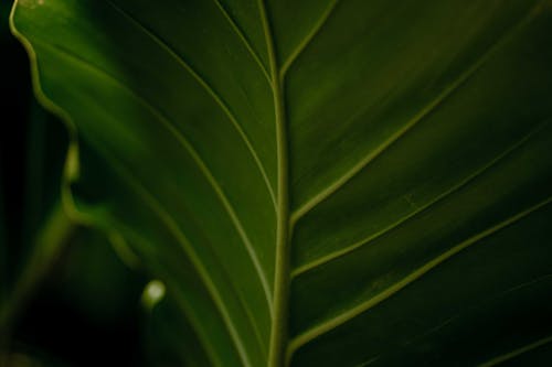 Close-up Photo of a Green Leaf