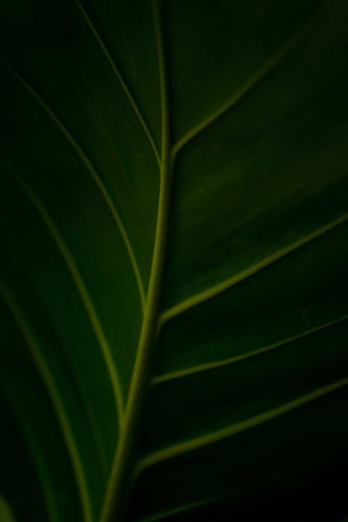 パターン, 垂直ショット, 植物の写真の無料の写真素材