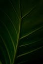 Green Leaf in Close Up Photography