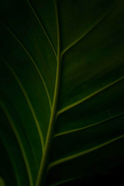 Free Detailed close-up of a green leaf showcasing intricate vein patterns in low light. Stock Photo