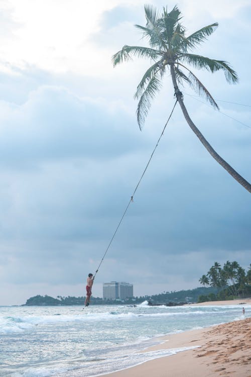 Gratis stockfoto met kerel, kokosboom, oceaan