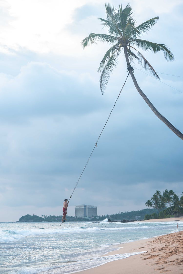 A Man Swinging On The Coconut Tree