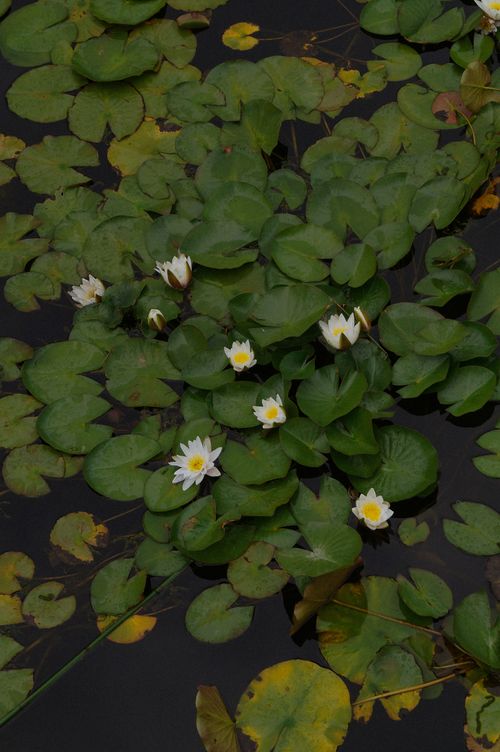 Free A serene pond covered with vibrant green lily pads and blooming white water lilies. Stock Photo