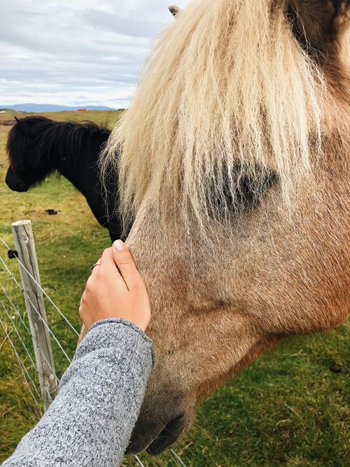 Free A person gently petting an Icelandic horse in a tranquil outdoor setting in Iceland. Stock Photo