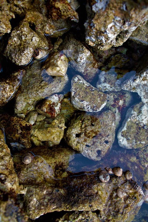 Close Up Shot of Rocks on the Water 