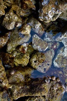 TINY CRAB IN A SHELL. SNAIL SHELLS IN ADRIATIC SEA. TRANSPARENT SHALLOW WATER COVERING ROCKS ON SEA BEACH.