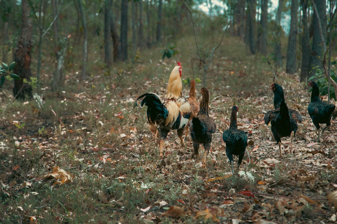 Flock Chicken on the Grass Field