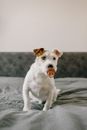 Free stock photo of animal, canine, cute