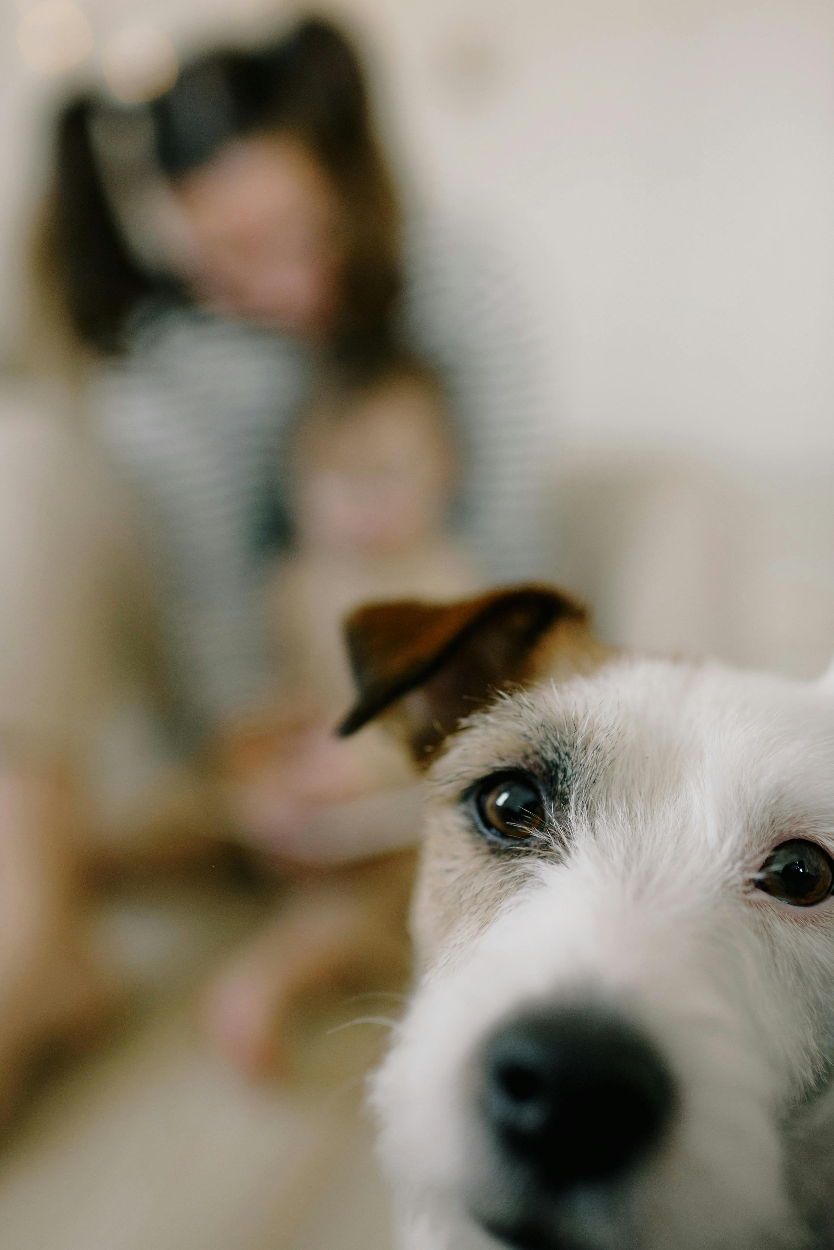 Why Do Dogs Have Wet Noses? Discover The Fascinating Truth! 10 7 Reasons You Should Pay Attention to Your Dog’s Wet Nose Today!