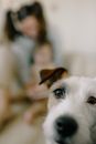 Free stock photo of adult, animal, blur