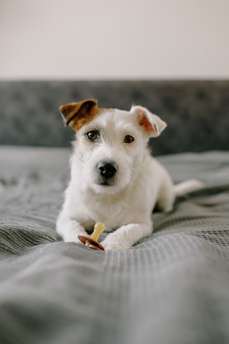 A Dog On A Bed 