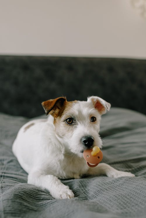 A Jack Russell Terrier with Pacifier on It's Mouth