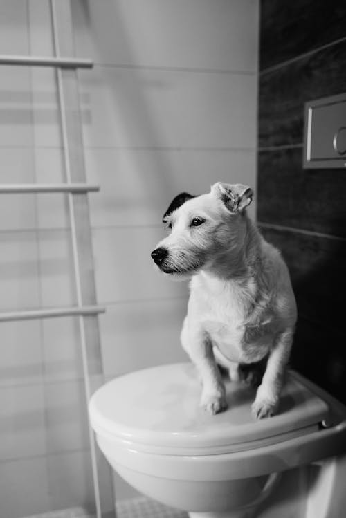 Grayscale Photo of Dog on Toilet