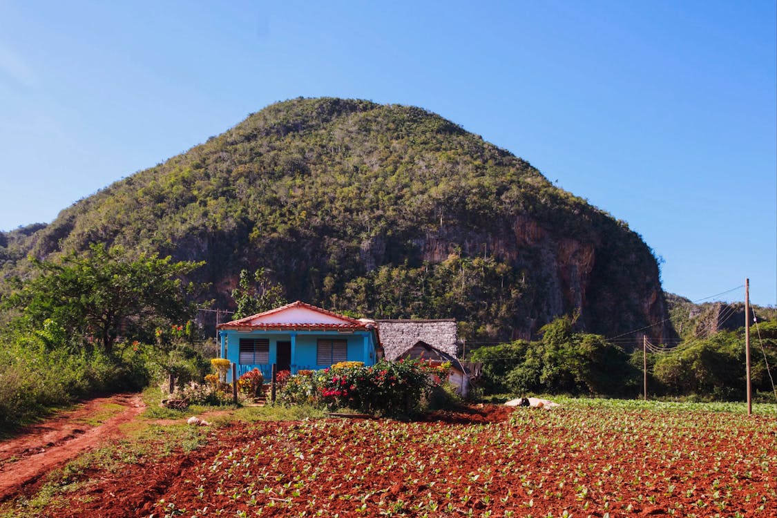 Immagine gratuita di agricoltura, alberi, azienda agricola