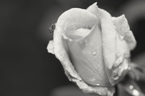 Free A captivating black and white close-up of a rose with dew drops and a fly perched on the petal. Stock Photo