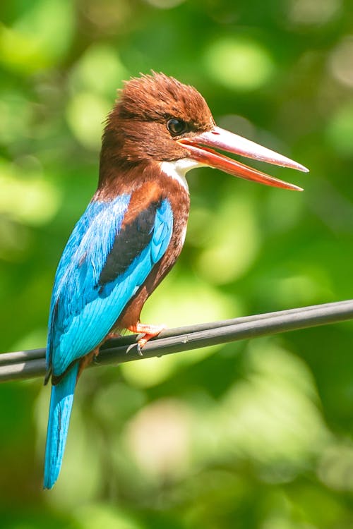White-throated kingfisher Perched on a Branch