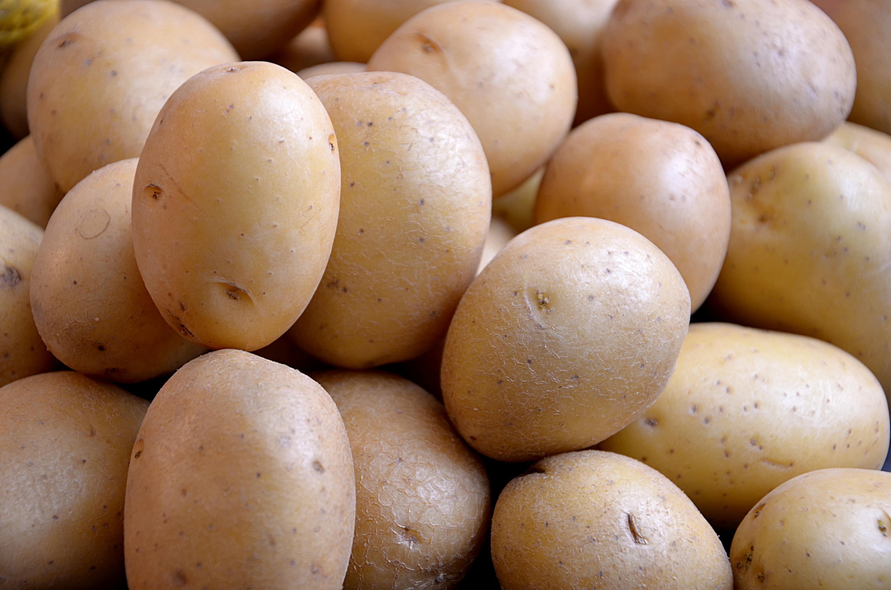 有关nourriture, patates, pommes de terre的免费素材图片 有关nourriture, patates, pommes de terre的免费素材图片