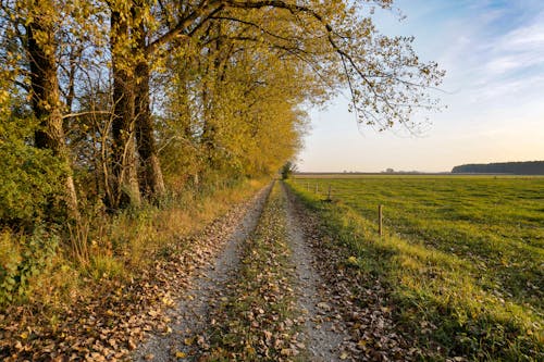 A Path Near a Grass Field