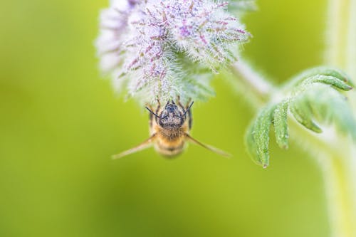 Free Honeybee Perched on Purple Flower in Close Up Photography Stock Photo