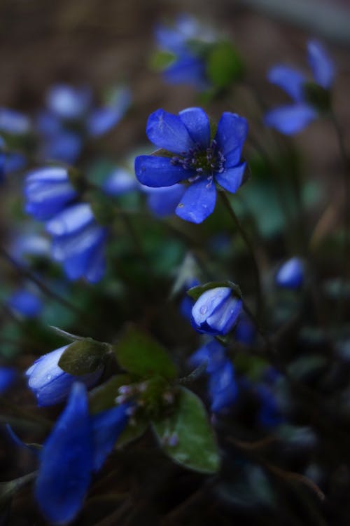 Δωρεάν στοκ φωτογραφιών με hepatica, ανθισμένος, γκρο πλαν