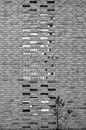 Grayscale Photo of a Withering Plant in front of a Brick Wall