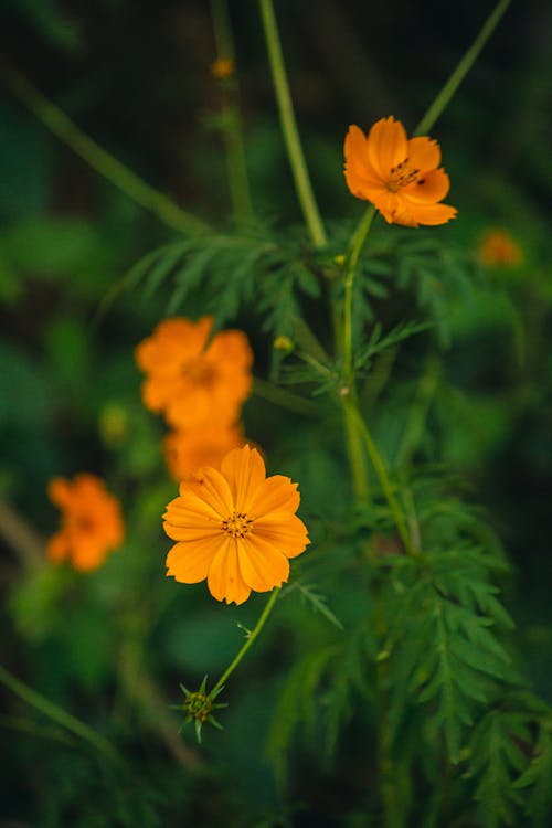 Selective Focus of Blooming Sulfur Cosmos Flowers
