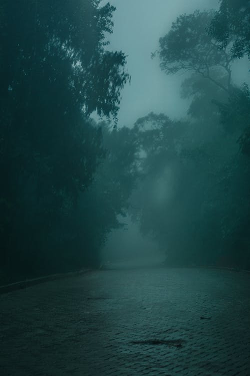 Trees Covered in Fog