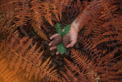 Hand Holding Cones among Fern Leaves