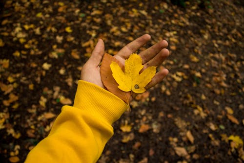 Person Holding Dried Leaves