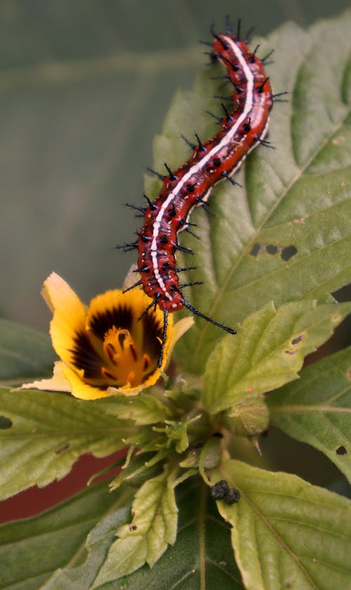 ฟรี คลังภาพถ่ายฟรี ของ การกิน, การถ่ายภาพแมลง, ดอกไม้ คลังภาพถ่าย
