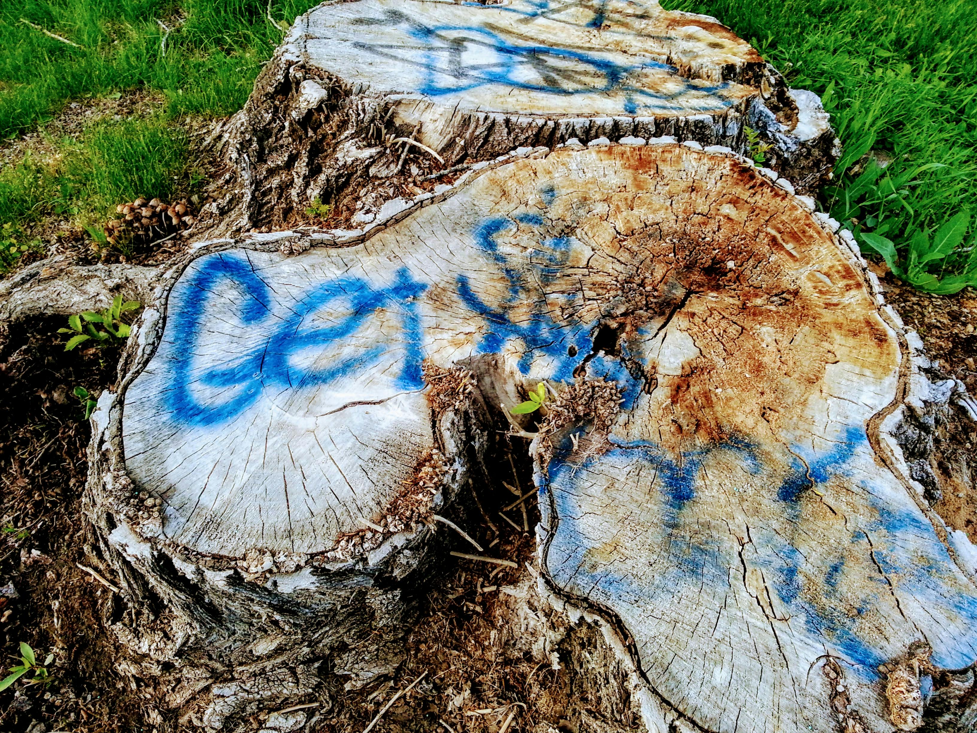 Free stock photo of graffiti, stump, tree stump