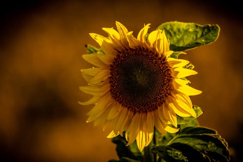 Free A Yellow Sunflower in Full Bloom Stock Photo
