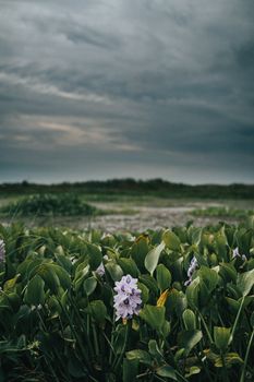 Image by Connor Scott McManus