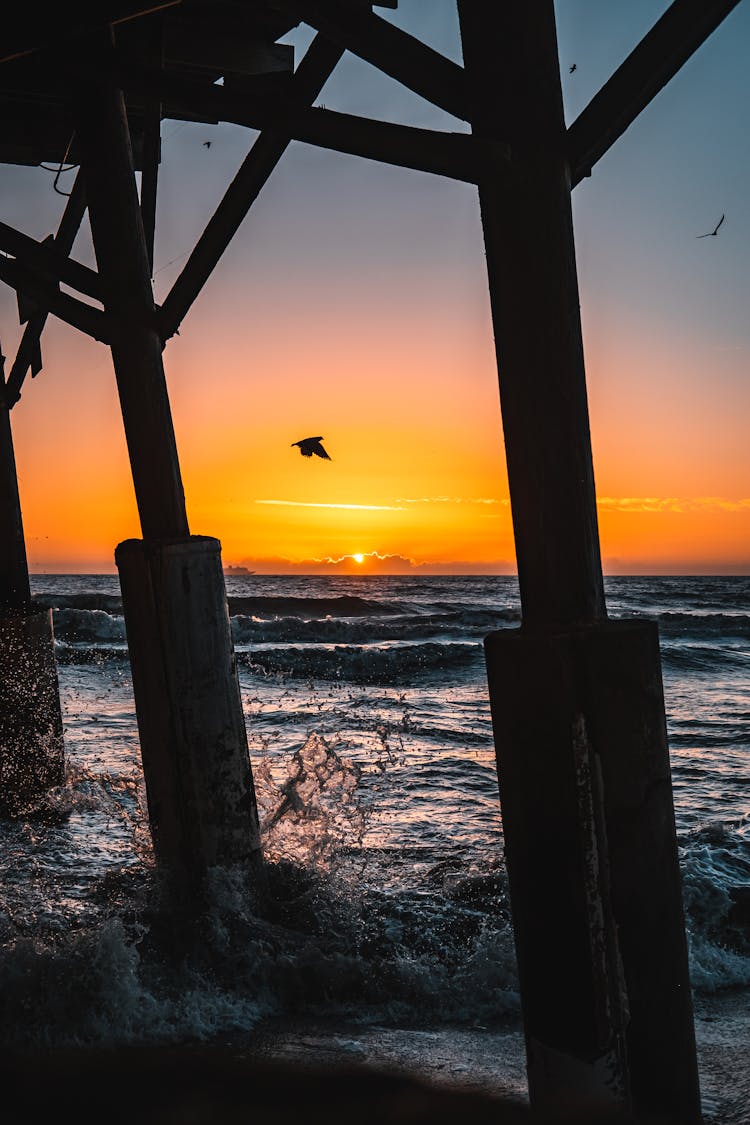 Silhouette Of Bird Seen Through Pillars Of Bridge