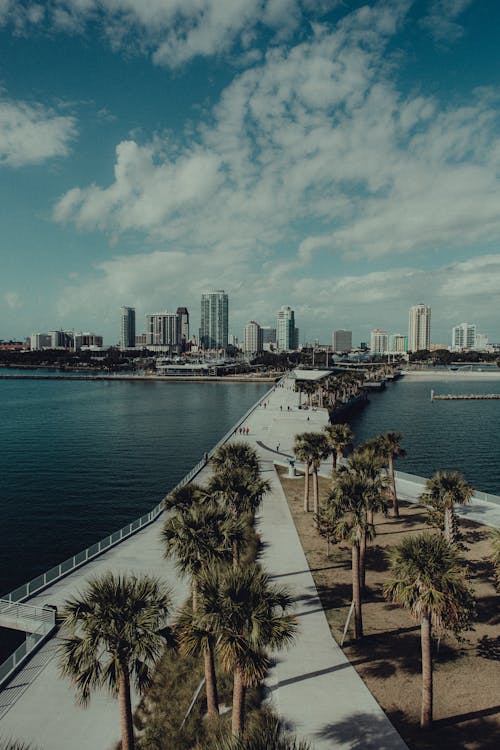City Waterfront and Palm Trees by a Bridge