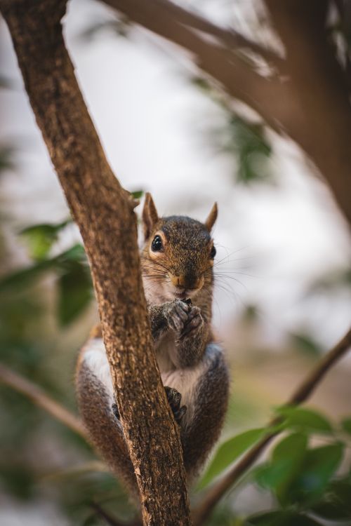 Free Adorable squirrel perched on a tree branch in Orlando, captivating wildlife moment. Stock Photo