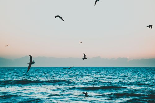 Free A tranquil view of birds soaring over the ocean at Cocoa Beach, Florida. Stock Photo
