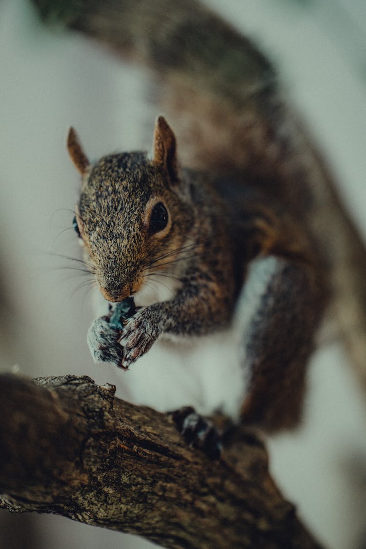 Close Up Of Squirrel Eating