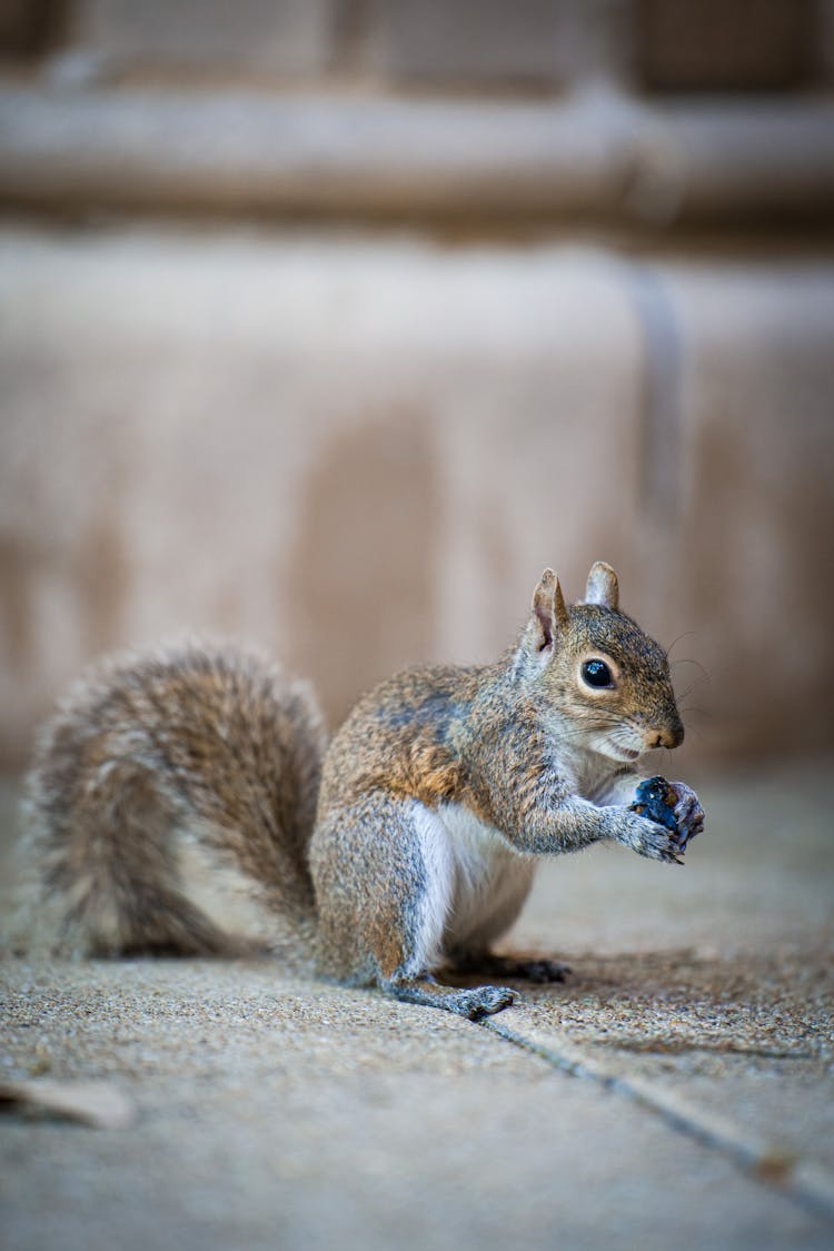 Squirrel Holding Food