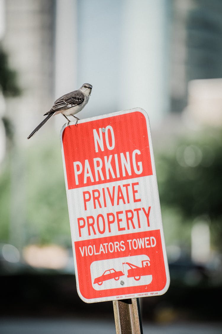 Bird Sitting On Street Sign