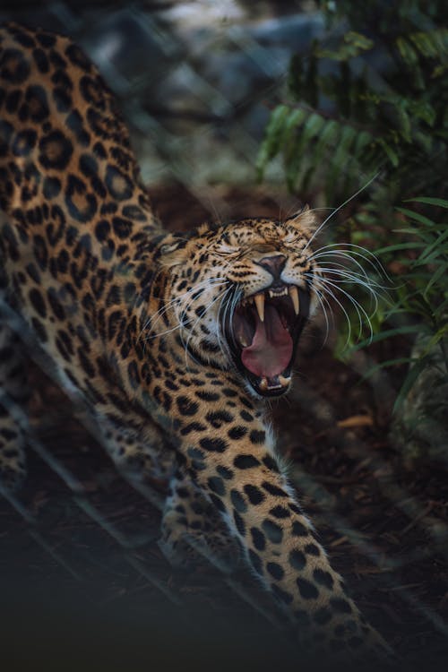 Foto d'estoc gratuïta de animal, badallant, bigotis