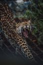 Brown and Black Leopard on Brown Wooden Floor