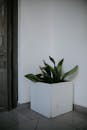 Houseplant in Corridor
