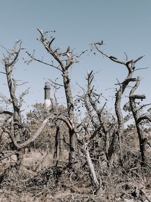 Photos gratuites de arbres, bois, désert