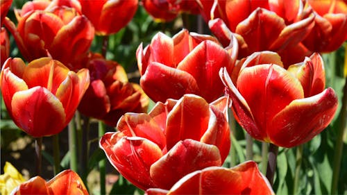 Red Tulips in Close Up Photography