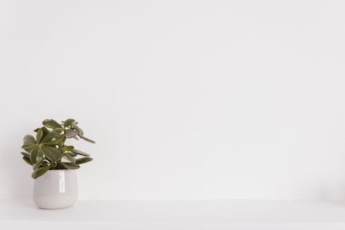 Green Potted Plant on White Ceramic Vase