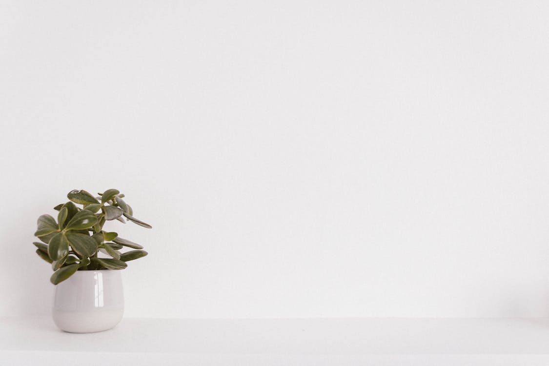 白色陶瓷花瓶上的绿色盆栽的植物