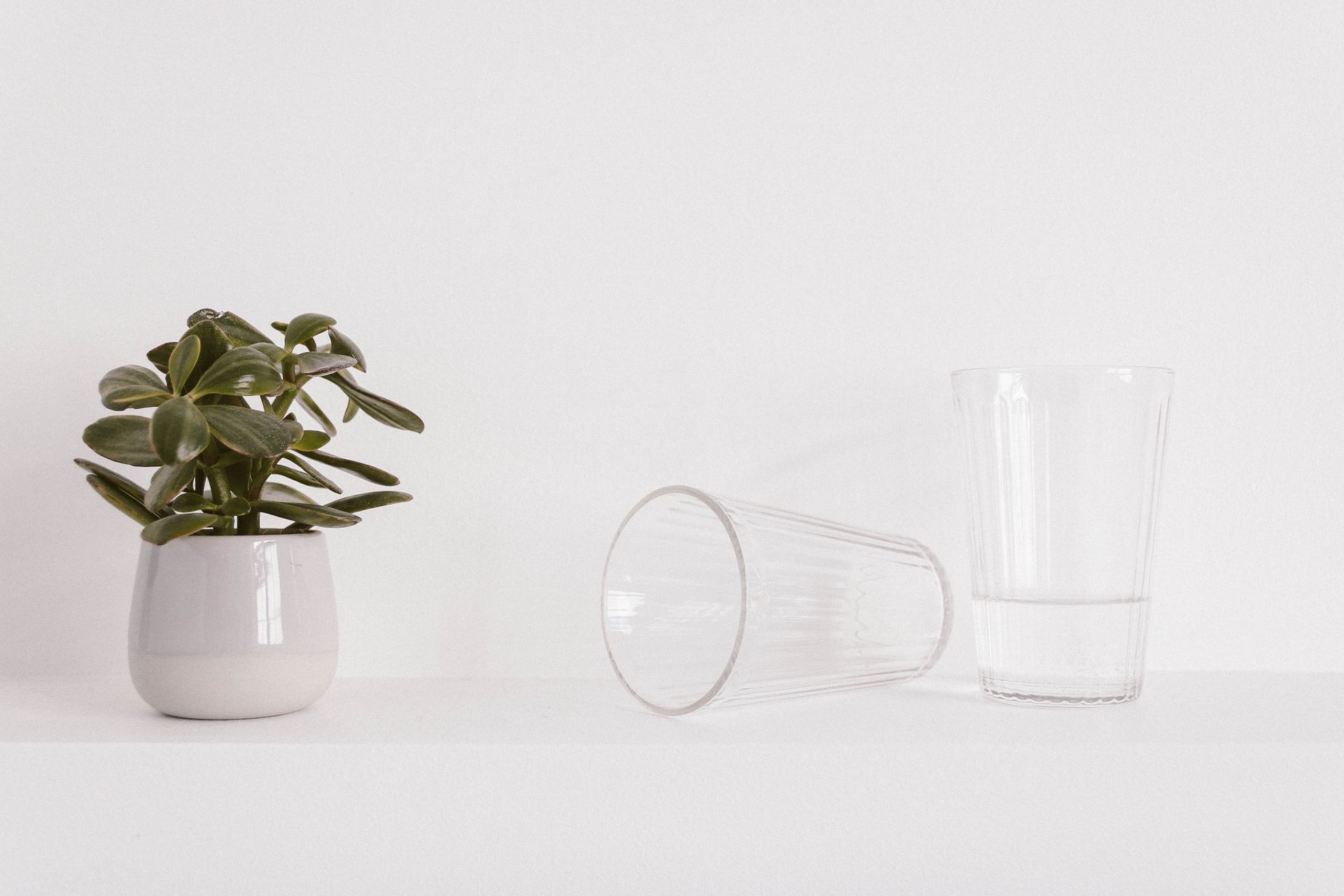 Elegant minimalist setup featuring a potted succulent and two clear glasses on a white background.