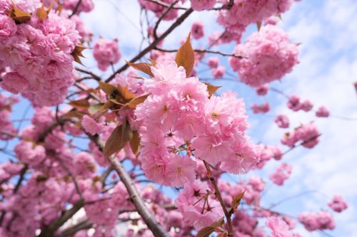 Free Close-up of pink cherry blossoms under a blue sky, showcasing the beauty of spring. Stock Photo