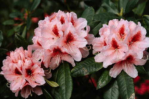 Pink and Red Flowers With Green Leaves